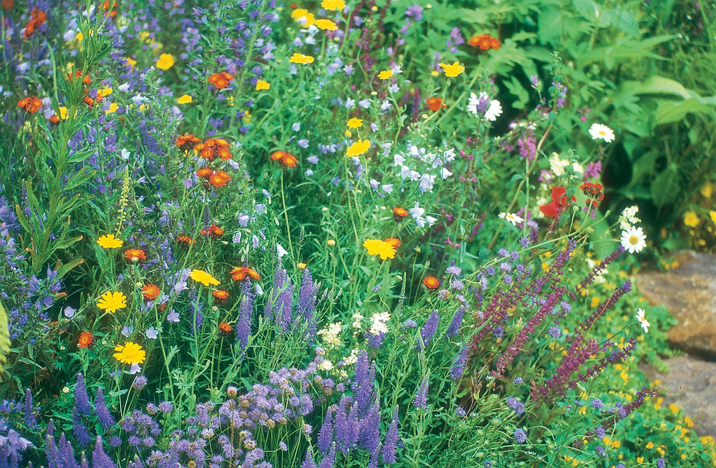 Wildflower Seeds | Bulk Mix of 24 Different Varieties of Non-GMO Wildflower Seeds | Bulk Mix of 24 Different Varieties of Non-GMO