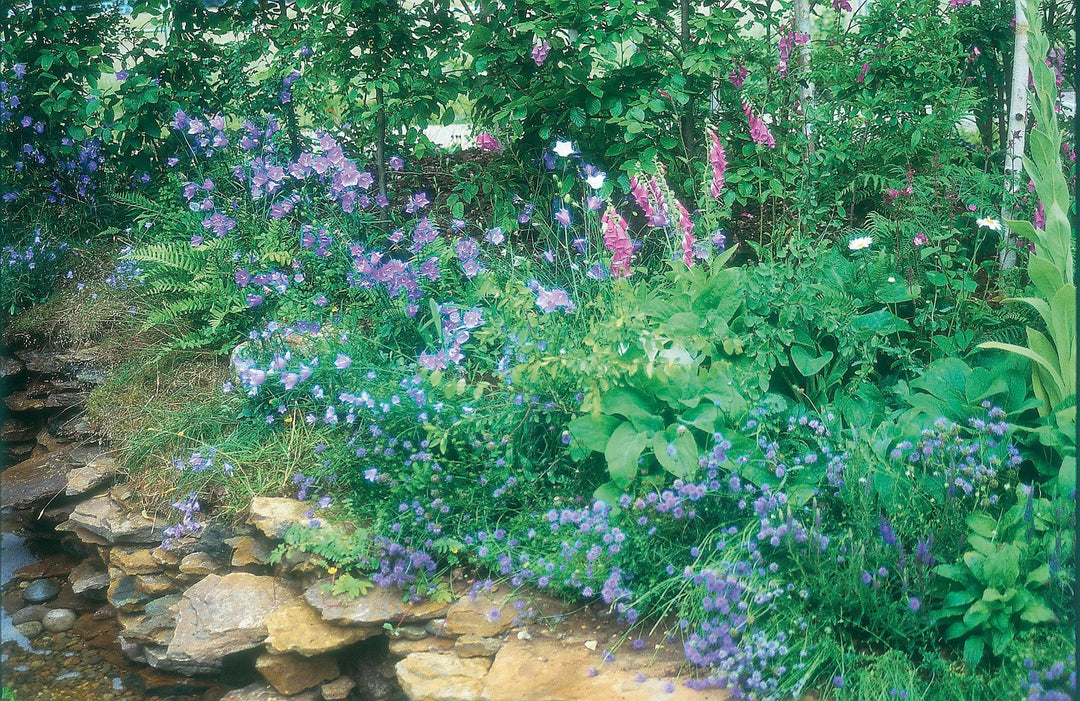 Wildflower Woodland Mixture Seeds