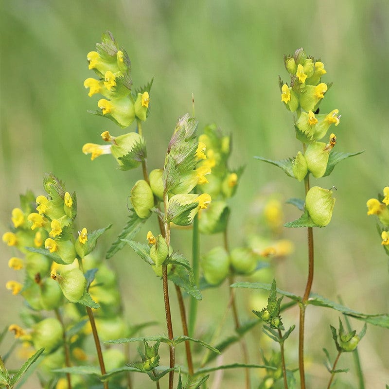 Wildflower Yellow Rattle (Native)