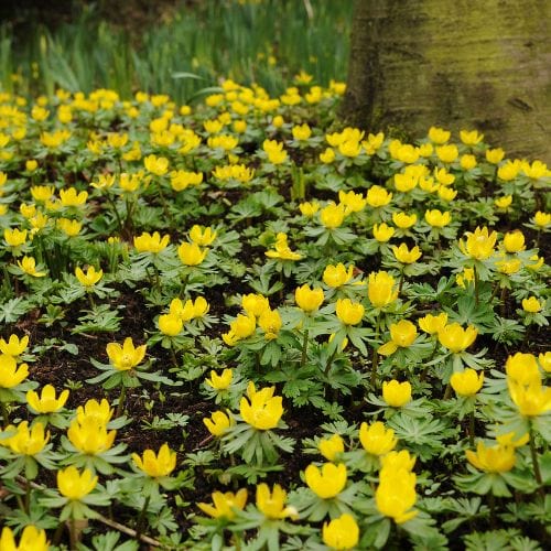 Winter Aconites 'in the green'