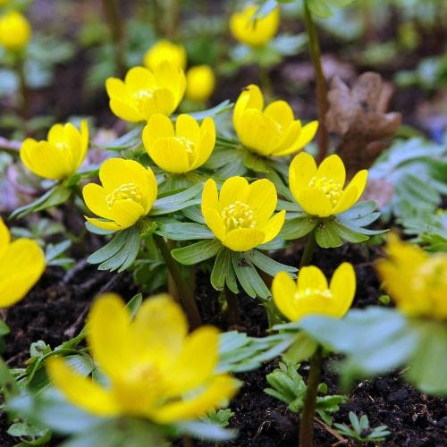 Winter Aconites 'in the green'