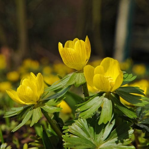 Winter Aconites 'in the green'