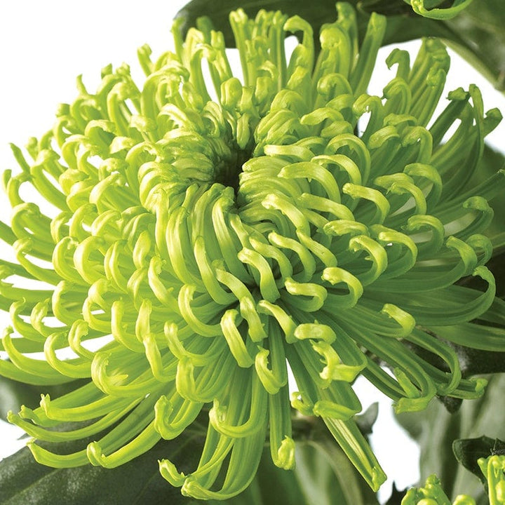 Woolmans Chrysanthemum Anastasia Green