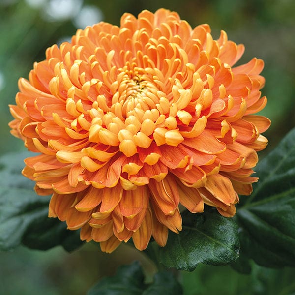 Woolmans Chrysanthemum Astro Bronze (Late)