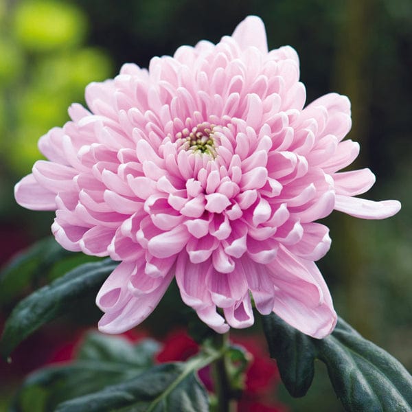 Woolmans Chrysanthemum Bloom Collection