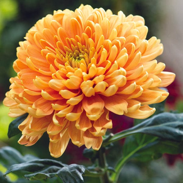 Woolmans Chrysanthemum Bloom Collection