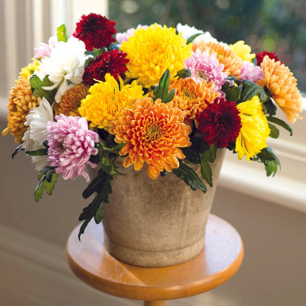 Woolmans Chrysanthemum Bloom Collection