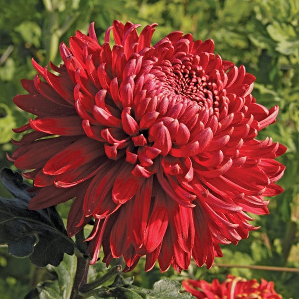 Woolmans Chrysanthemum 'Cranbrae Red' (Late)