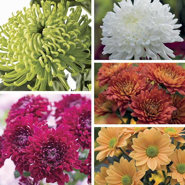 Woolmans Chrysanthemum Cut Flower Bloom and Spray Potted Plant Collection