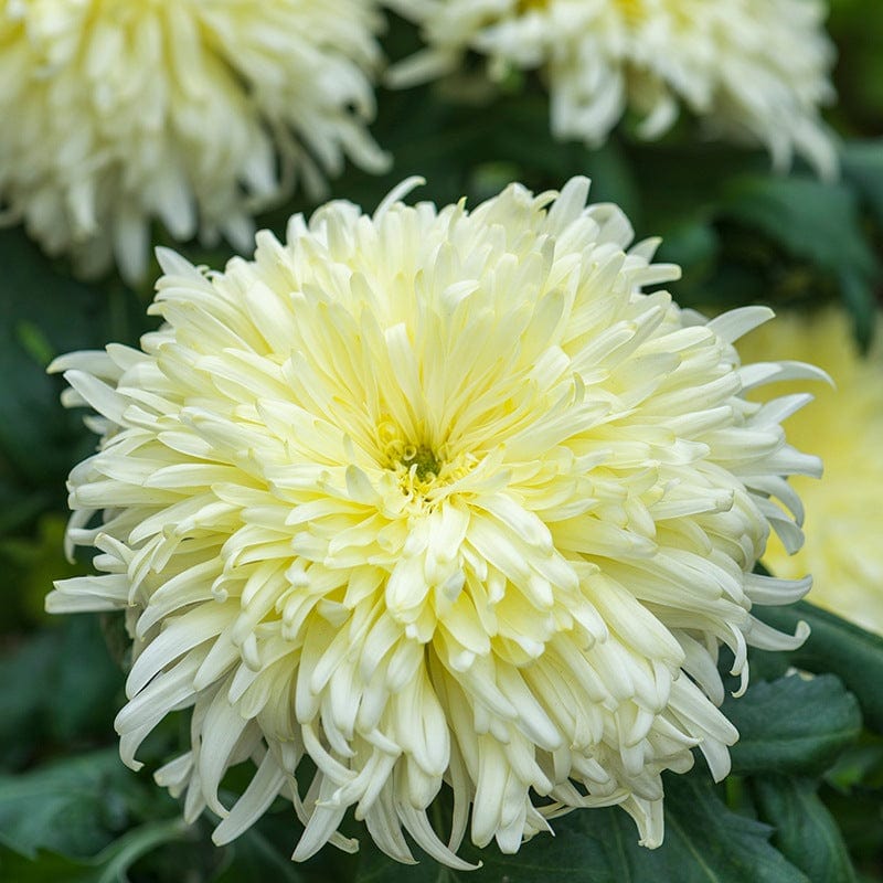 Woolmans Chrysanthemum Dorridge Crystal (Early)