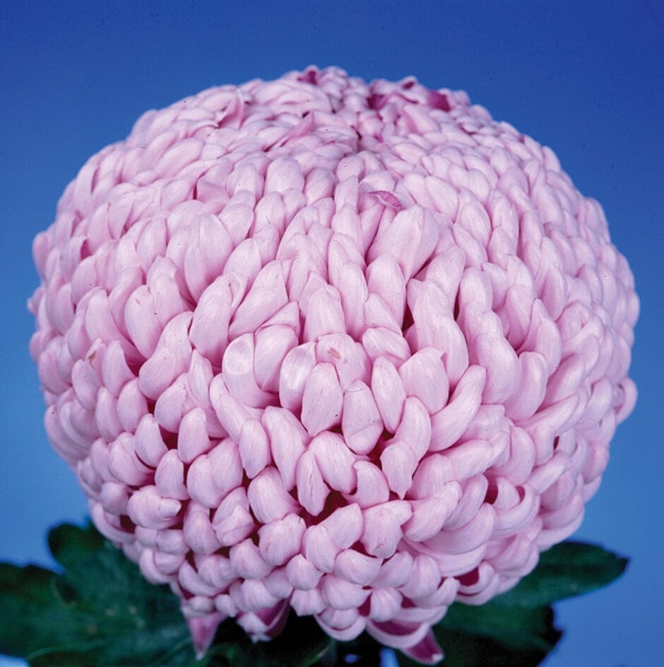 Woolmans Chrysanthemum Fairweather (Late)