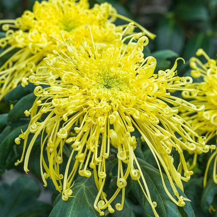 Woolmans Chrysanthemum Golden Rain