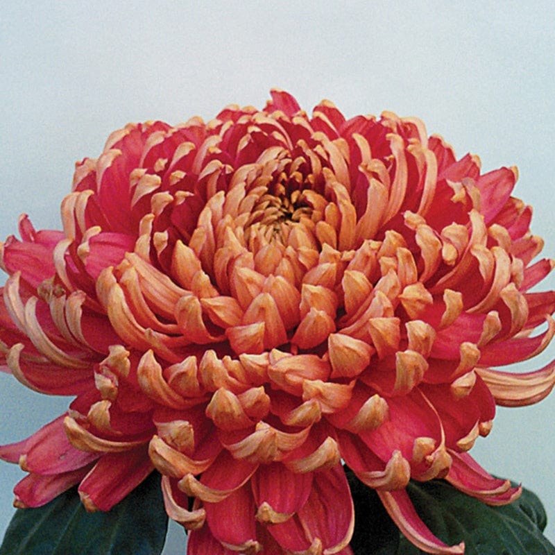 Woolmans Chrysanthemum Hogmanay Collection