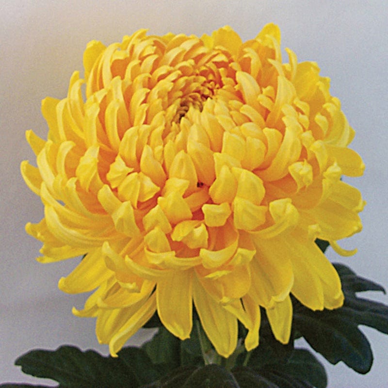 Woolmans Chrysanthemum Hogmanay Collection