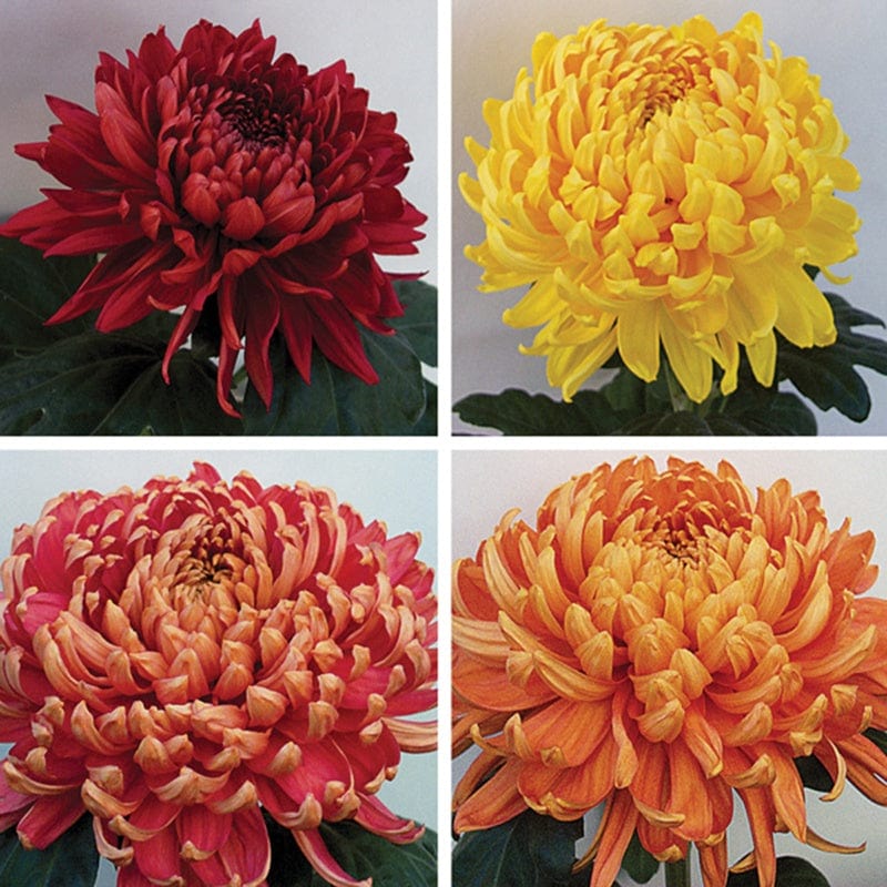 Woolmans Chrysanthemum Hogmanay Collection