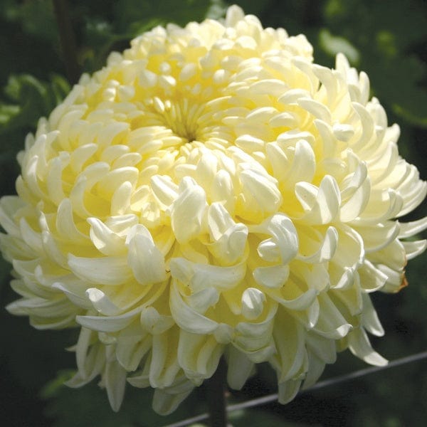 Woolmans Chrysanthemum John Hughes Yellow (Early)