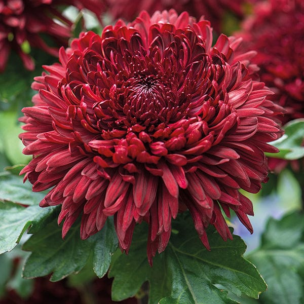 Woolmans Chrysanthemum John Riley Red