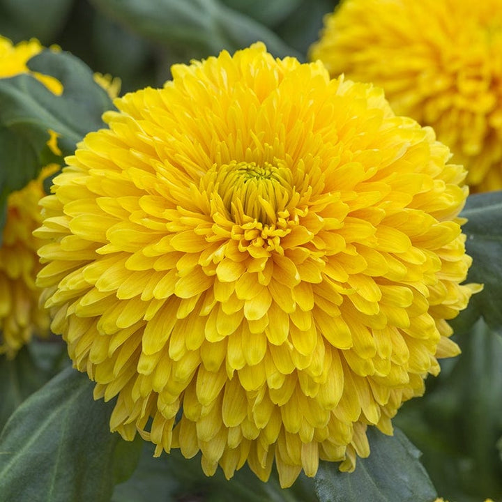 Woolmans Chrysanthemum Laser