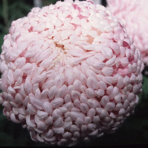 Woolmans Chrysanthemum 'Lilac Chessington'