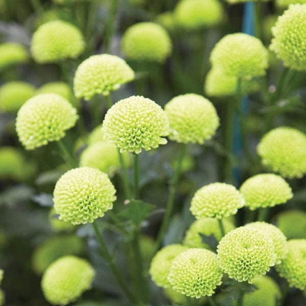 Woolmans Chrysanthemum Lola Green