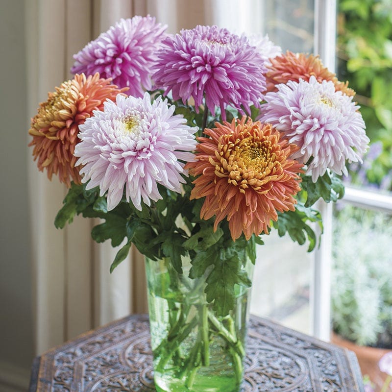 Woolmans Chrysanthemum Pandion Collection