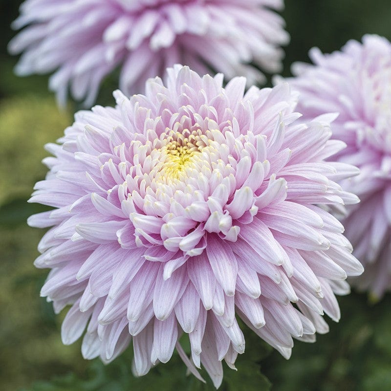 Woolmans Chrysanthemum Pandion Collection