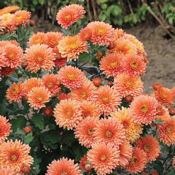 Woolmans Chrysanthemum Peggy