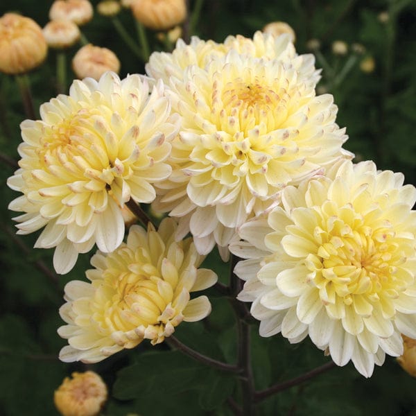 Woolmans Chrysanthemum 'Pennine Drift'