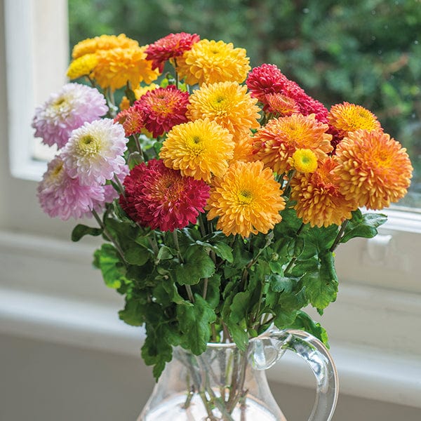 Woolmans Chrysanthemum Pompon Collection