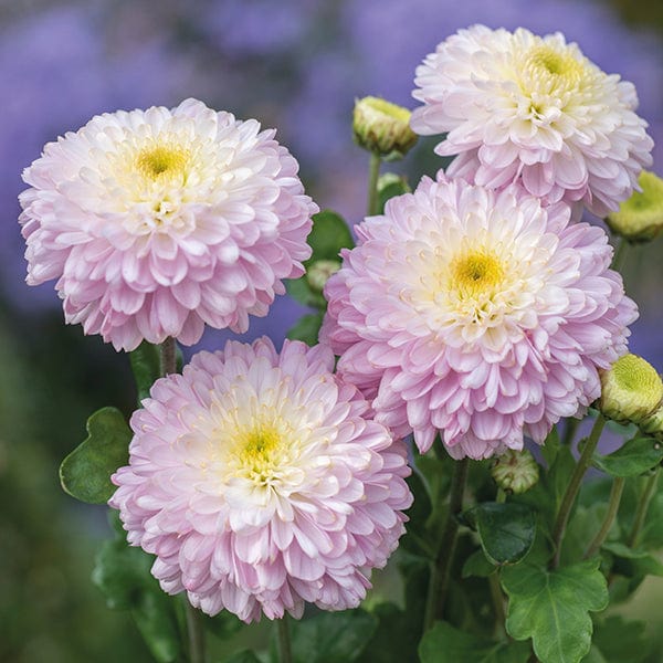 Woolmans Chrysanthemum Pompon Collection