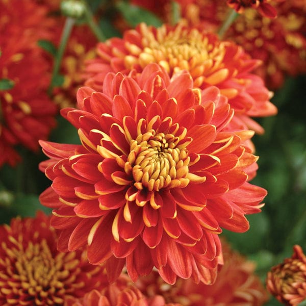 Woolmans Chrysanthemum Spartan Fire