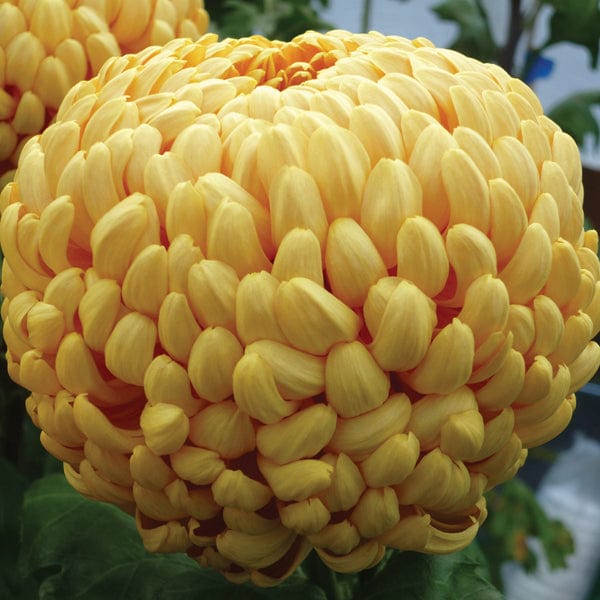 Woolmans Chrysanthemum Squires Lock (Late)