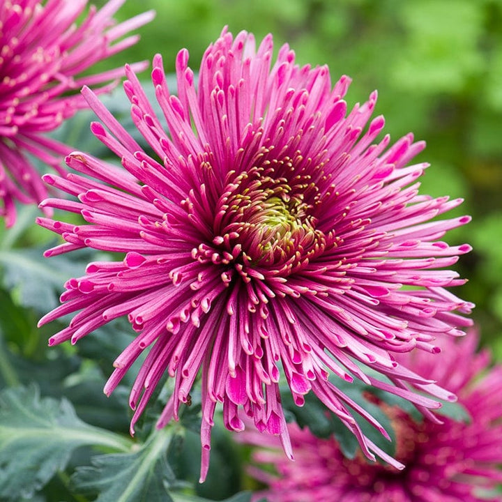 Woolmans Chrysanthemum Starburst Potted Plant Collection