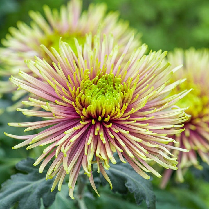 Woolmans Chrysanthemum Starburst Potted Plant Collection