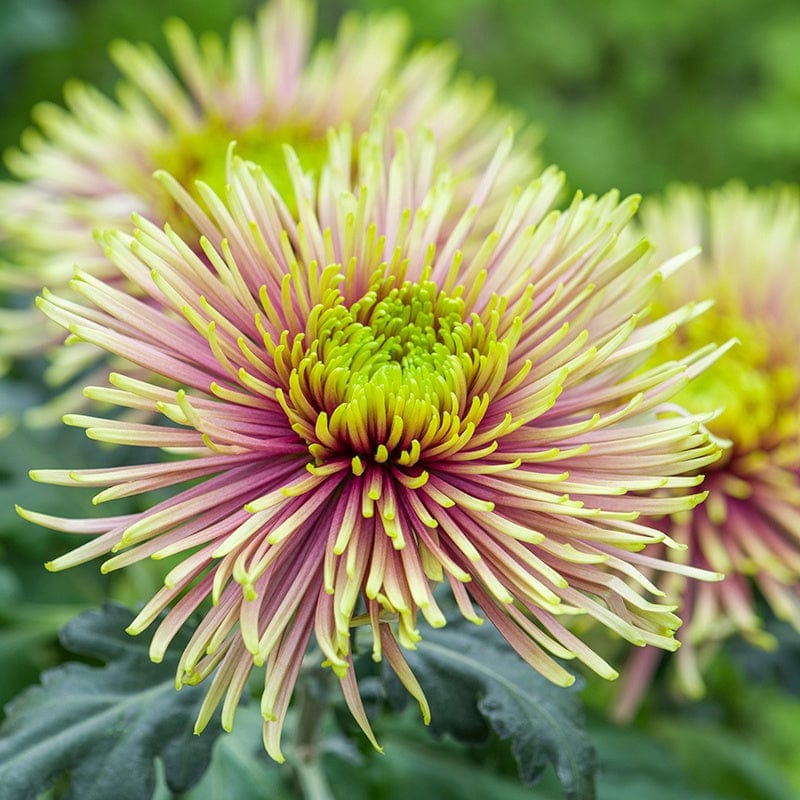 Woolmans Chrysanthemum Starburst Potted Plant Collection