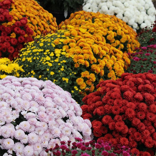 Woolmans Chrysanthemum Tapestry Collection