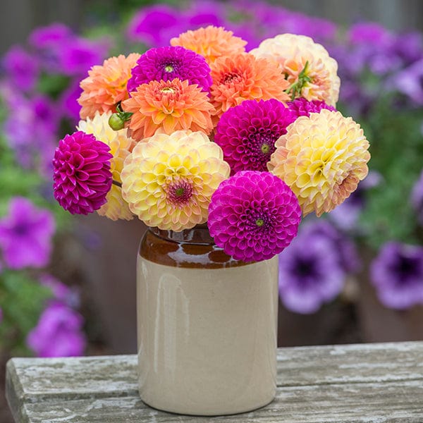 Woolmans The Summer Sorbet Dahlia Double Collection