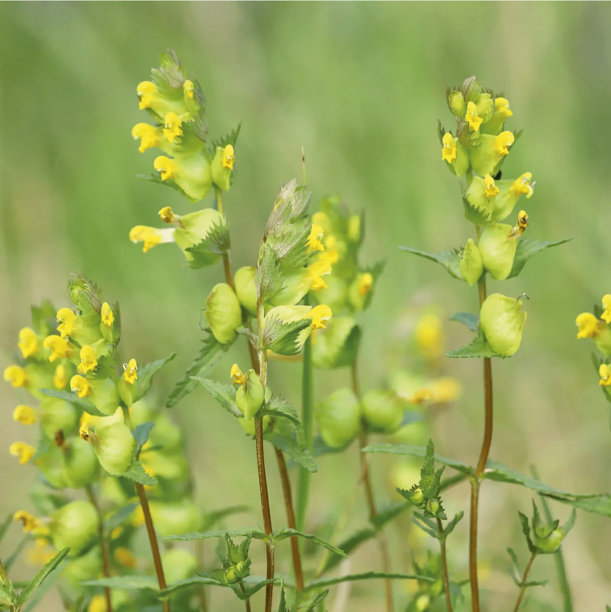 Yellow Rattle Seeds | Johnsons