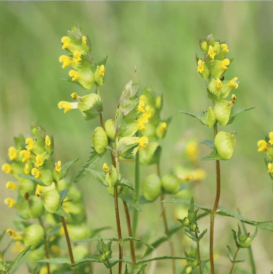 Yellow Rattle Seeds