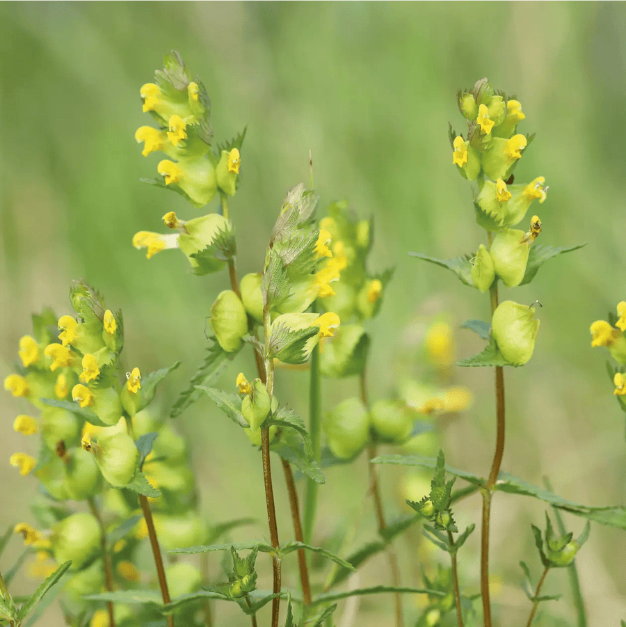 Yellow Rattle Seeds