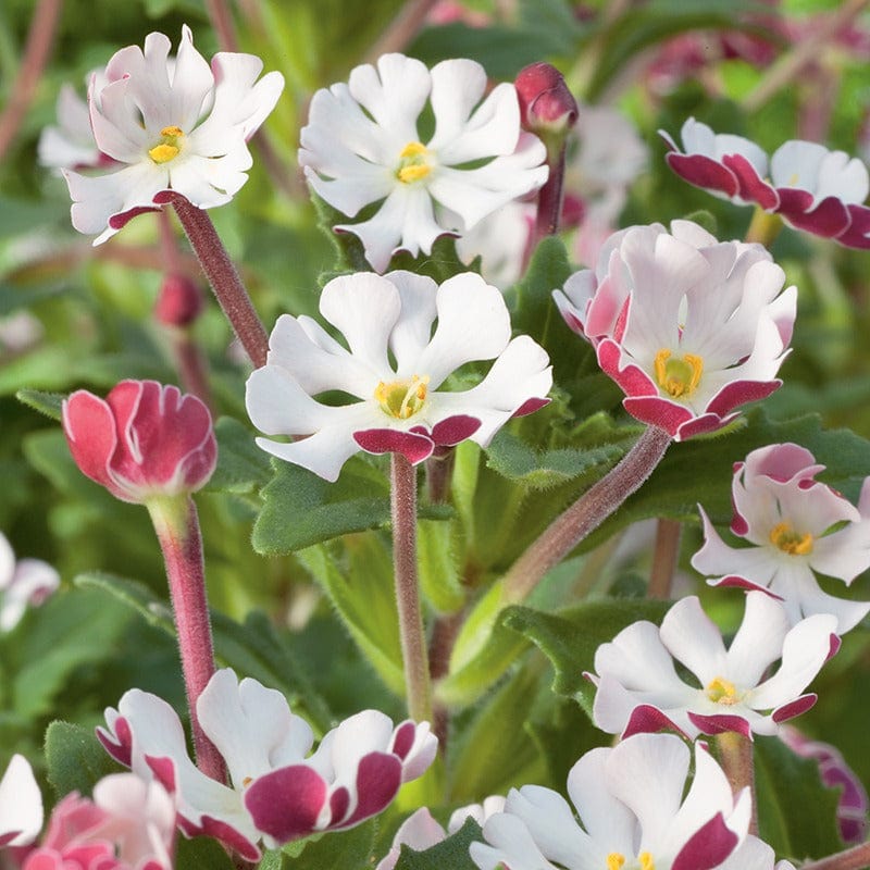 Zaluzianskya ovata (Night Phlox)