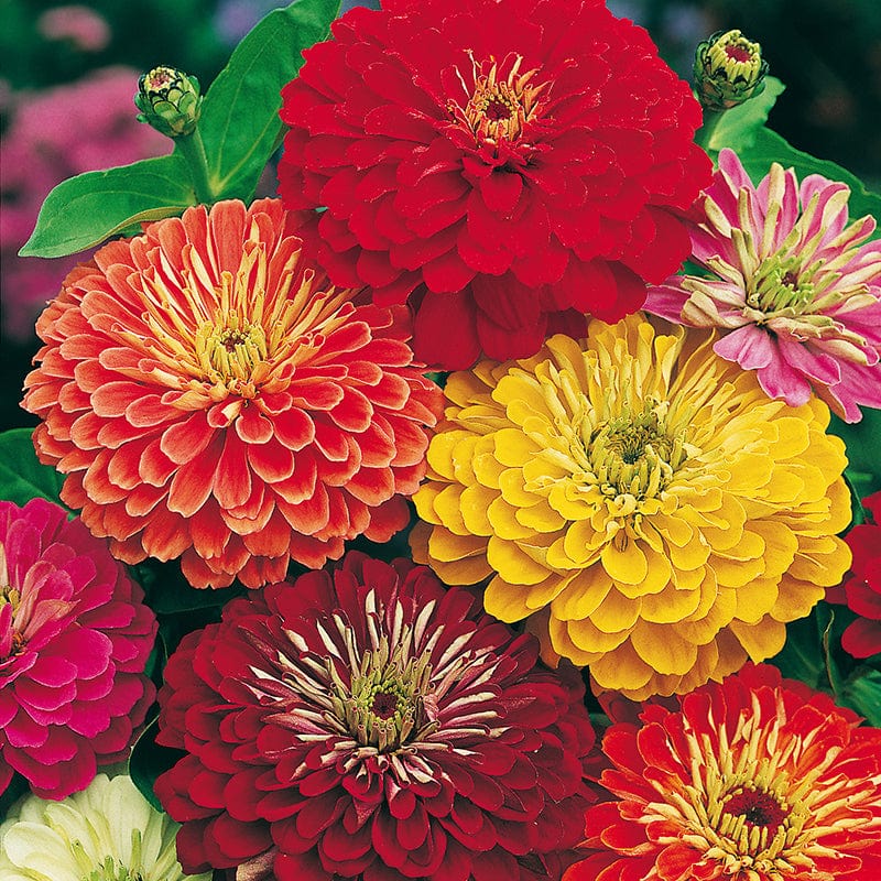 Zinnia Early Wonder