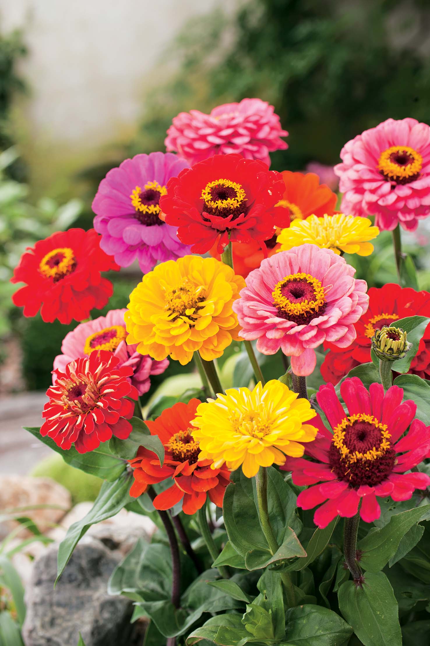 Zinnia Early Wonder Mixed Seeds