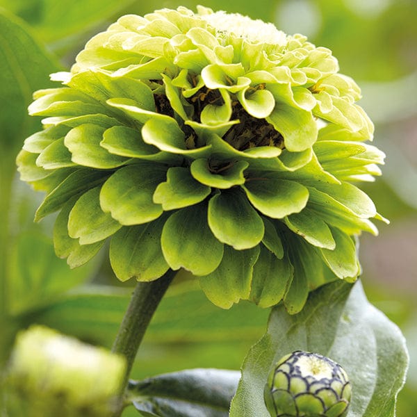 Zinnia Giant Lime