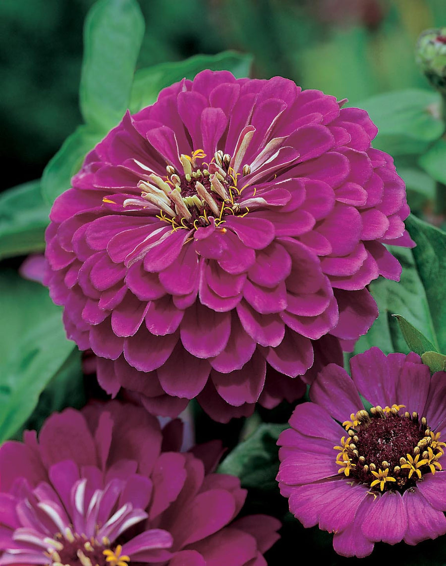 Zinnia Purple Prince Seeds