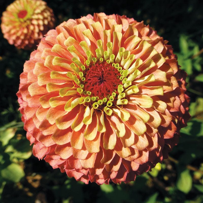 Zinnia Queeny Lime Orange